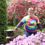 Volunteer Cheri Anderson admires a rhododendron impeditum. (Photos by Laura Guido/Whidbey News Group)