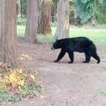 Bear heads from Whidbey to Fidalgo