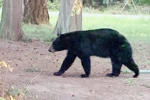Bear heads from Whidbey to Fidalgo