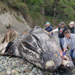 Whale dumped on beach raises smelly questions