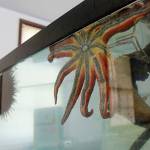 The Sea Lab marine biology teaching facility features a variety of freshly captured sea creatures, including star fish. They will be released back into the wild eventually, and next years open house will feature new marine life, harvested carefully by divers. (Photo by Maria Matson/Whidbey News-Times)