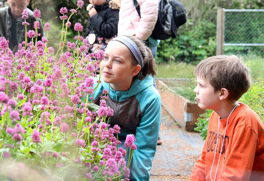 Ava Ashby and Axel Marshall look at bumble bees in the Whidbey Camano Land Trusts native plant garden on a field trip to the Admiralty Inlet Preserve. Photo by Laura Guido/Whidbey News-Times