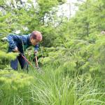 Fourth grader Dylan Robinett shears away tall grass to create a ring of life around trees during the service-project portion of a Coupeville Elementary School field to trip to Admiralty Inlet Preserve. Photo by Laura Guido/Whidbey News-Times