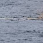 As a gray whale carcess sinks, a bubble of air and blood is released. Photo provided by Bart Rulon