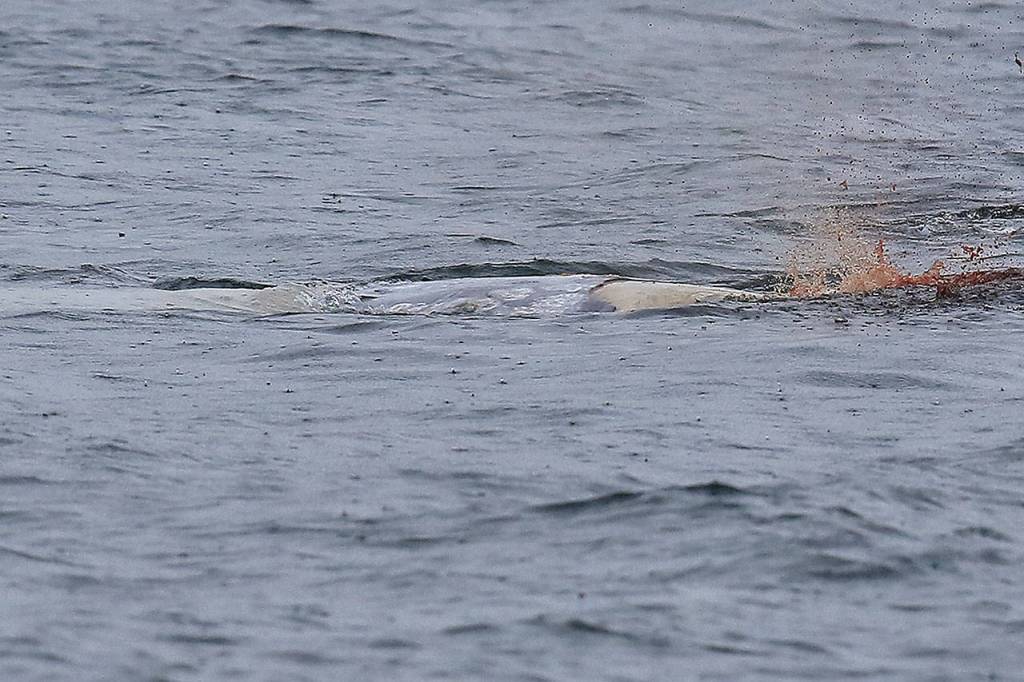 As a gray whale carcess sinks, a bubble of air and blood is released. Photo provided by Bart Rulon