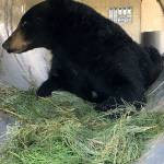 A bear that visited Whidbey before swimming to eight San Juan islands was captured and returned to the wilderness. Fish and Wildlife photo