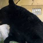 Roaming bear is returned to wild