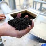 Photo by Jessie Stensland / Whidbey News-Times                                A handful of dried biosolids at the sewage treatment plant is crunchy, odorless and free from pathogens.