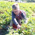 Photo by Laura Guido/Whidbey News-Times                                Ethan Brady, 12, harvests strawberries at Bells Farm in Coupeville. The farm is hosting its third annual Strawberry Daze festival on Saturday and Sunday.