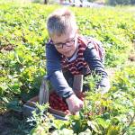 Bell’s Farm holds celebration of a berry good crop