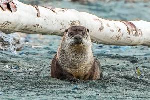 Professor to discuss study of island’s elusive river otters