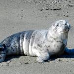 Sandra Dubpernell of the Orca Network/Central Puget Sound Marine Mammal Stranding Network took this photo of a harbor seal pup on a local beach.