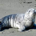 Share the shore during pup season, look but don’t touch seals