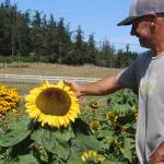 Stephen Williams points out his giant sunflower at Foxtail Farm. (Photos by Wendy Leigh/South Whidbey Record)