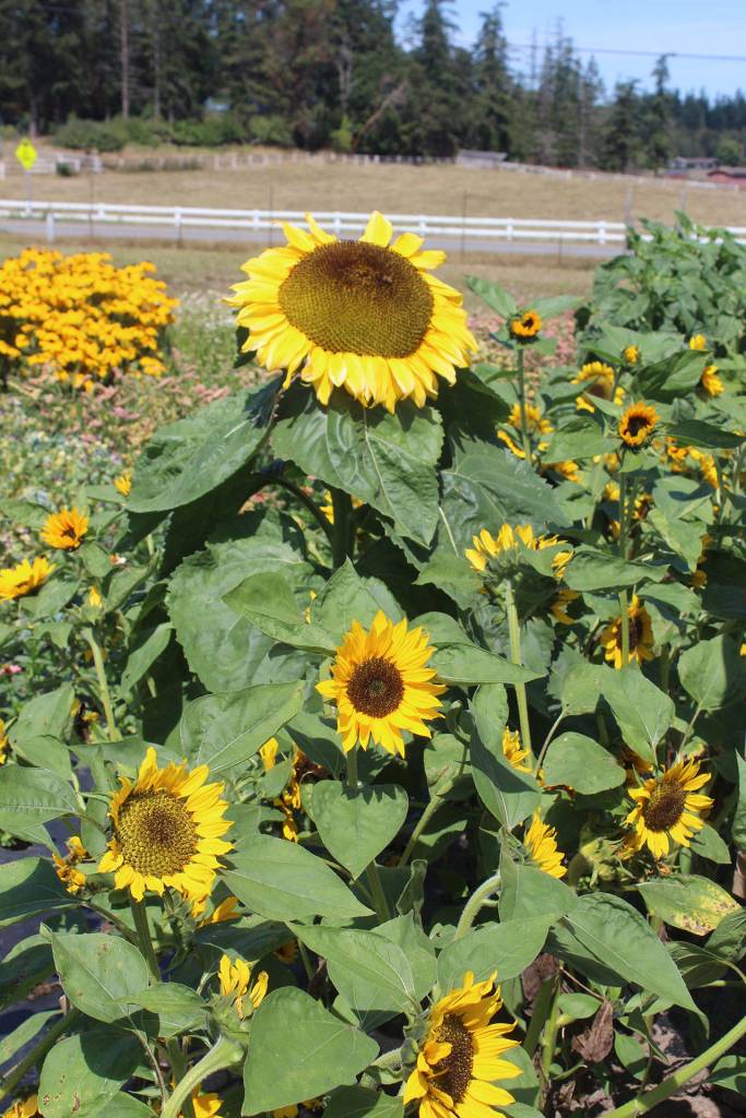 Multiple species of sunflowers grow at Foxtail Farm in Freeland.