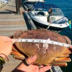 Crab from the cove
