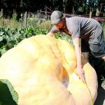 Photo by Laura Guido/Whidbey News-Times                                Ryan Nefcy uses measurements to estimate the weight of his giant pumpkin.