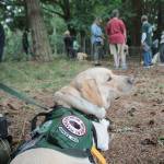 Mabel the yellow Labrador Retriever is a graduated mobility assistance dog, trained by Summit Assistance Dogs and paired with Brianna Vail. Mabel can do a wide variety of tasks, including opening doors and retrieving an emergency phone. (Photo by Maria Matson/South Whidbey Record)