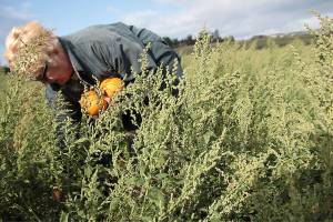 Pumpkin pickers needed