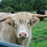 Fergus the Scottish Highland hairy cow at Eckholm Farm. Photo by Maria Matson/ Whidbey News Group