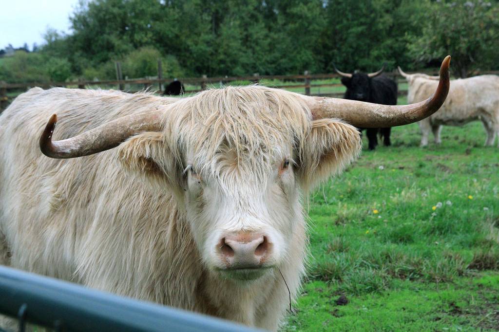 Fergus the Scottish Highland hairy cow at Eckholm Farm. Photo by Maria Matson/ Whidbey News Group