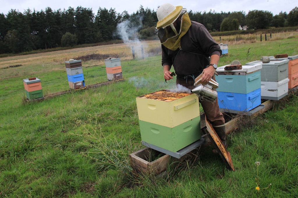 Bruce Eckholm uses smoke to calm bees as he checks on a hive.                                Photo by Maria Matson/ Whidbey News Group