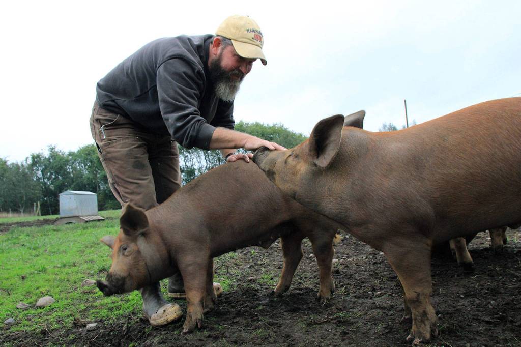 Bruce Eckholm of Eckholm Farm in Coupeville pets happy pigs. Eckholm Farm is a participant in Whidbey Island Grown Week, hosting an open house on Friday, Sept. 27. Youth will get a close look at the farm, from the animals to the honey hives. Photo by Maria Matson/ Whidbey News Group