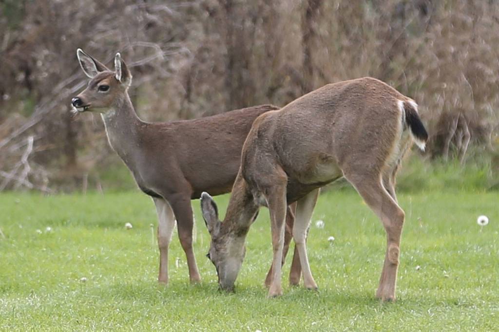 The Wolves attracted a few extra fans Saturday. (Photo by John Fisken)