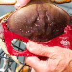 Crabbers can keep only hard shell and male Dungeness crab that are at least 6.25 inches wide at the carapace. Photo by Mike Benbow/ Everett Herald