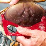 Crabbing season reopens around Whidbey