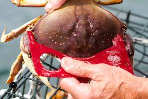 Crabbing season reopens around Whidbey