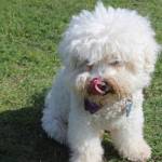 Winston from Salty Acres Farm on Whidbey Island licks his lips in the salty sea air. Photo by Wendy Leigh / South Whidbey Record