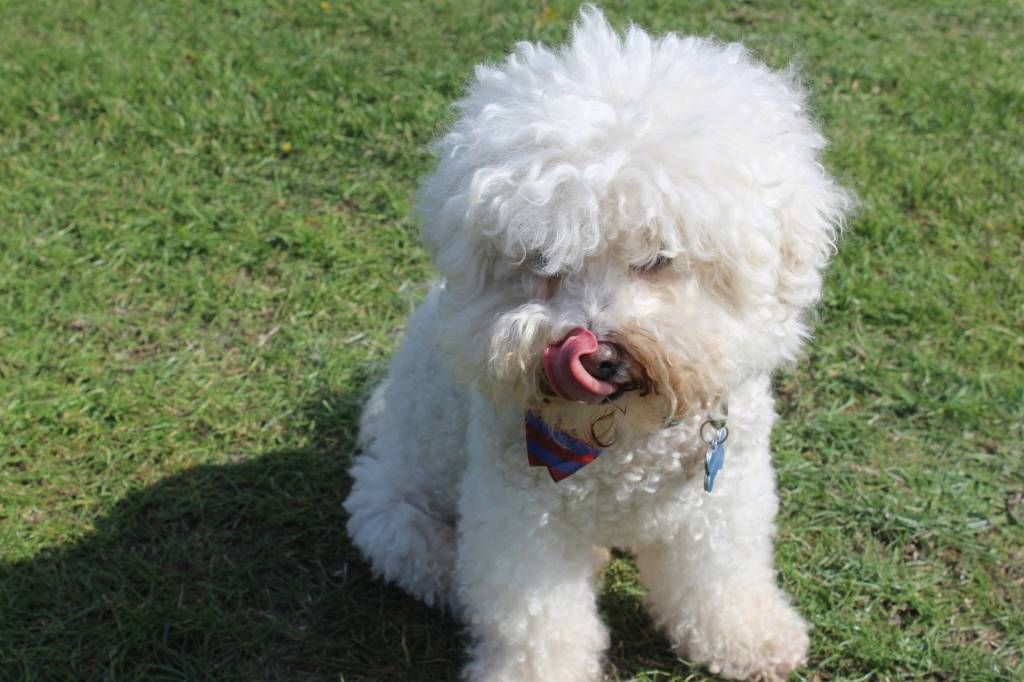 Winston from Salty Acres Farm on Whidbey Island licks his lips in the salty sea air. Photo by Wendy Leigh / South Whidbey Record