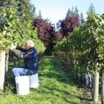 Grape harvest winds down on Whidbey