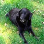 Pet detectives join search for missing service dog