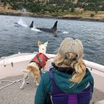 <em>Dog handler Julianne Ubigau and scat dog Eba observe orcas on a research trip. Eba will be in Coupeville for the annual Ways of the Whales workshop Saturday.</em> Photo provided. NMFS/MMPA Permit No. 22141