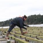 Penn Cove Shellfish employee Zane Malloy secures lines on a mussel raft in Penn Cove. Photo by Laura Guido/Whidbey News-Times