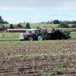Photo provided by Steve Hilborn                                Island Potato grows potatoes in Central Whidbey.