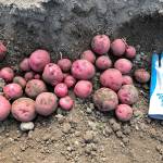 Photo provided by Steve Hilborn                                Island Potato grows potatoes in Central Whidbey.
