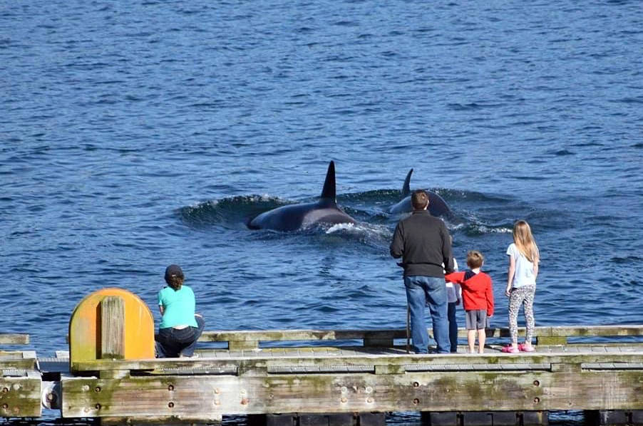 Orca encounter