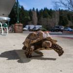 Pet shop where tortoise lives open for business