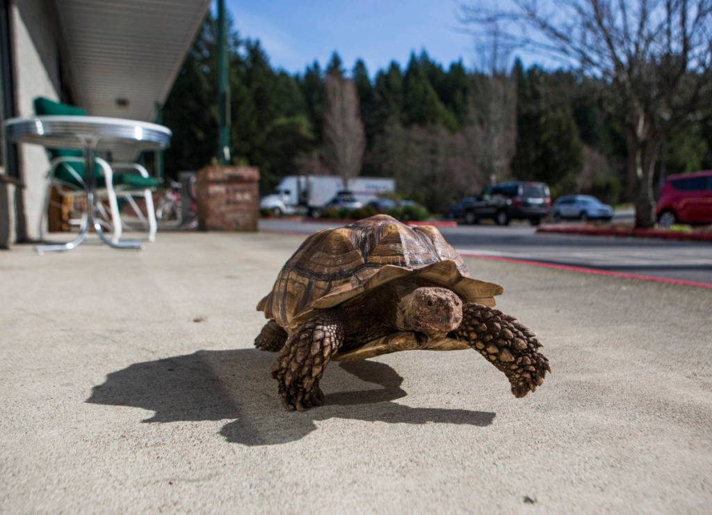 Pet shop where tortoise lives open for business