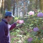 Photo provided                                John Keller, Stewardship Forester with Washington Department of Natural Resources, examines a rhododendron bush in what will soon be the Price Sculpture Forest.