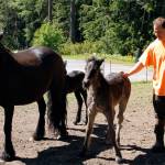Fully grown Dales pony Carly with her foal Blossom behind her. George Cerrato scratches Bounce, an energetic young foal.