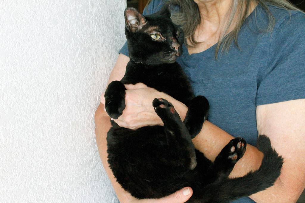 Photo by Kira Erickson/Whidbey News Group                                Donna DeBonis with Talyn, Angela Kurtzs cat that survived the blast with singed fur.