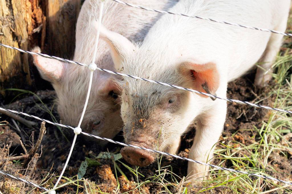 New farmer seeking fruit for his flock