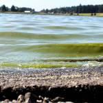Project aims to ID source of algae bloom catalyst in lake