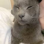 Justice sought for cat injured with fireworks