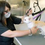 New wheels add shine to grooming biz