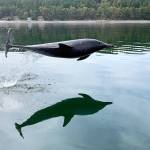 Call him ‘Flipper’